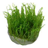 003C TC Taxiphyllum alternans 'Taiwan'